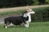CORGI PEMBROKE 295